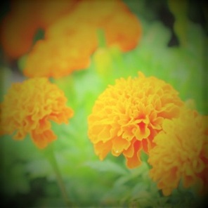 陽菜羽（ひなは）先生