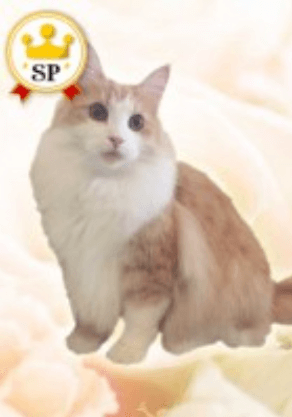 未麗（ミレイ）先生