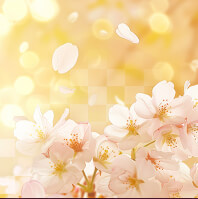 奏妃殿 和桜先生